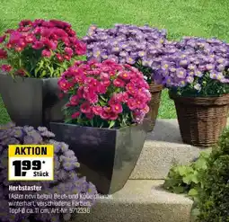 OBI Herbstaster Angebot