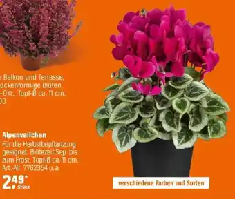 OBI Alpenveilchen Angebot