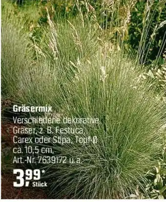 OBI Gräsermix Angebot