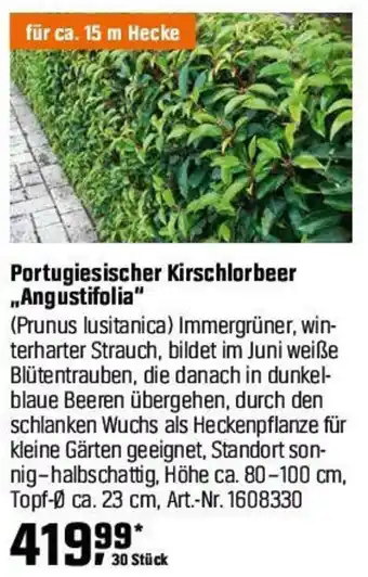 OBI Portugiesischer Kirschlorbeer ,,Angustifolia" Angebot