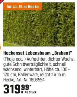 OBI Heckenset Lebensbaum „Brabant" (Thuja occ. ) Angebot