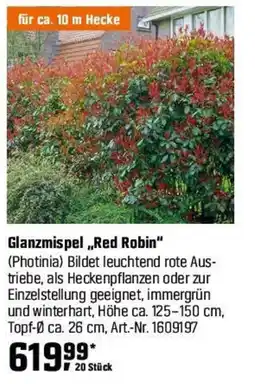 OBI Glanzmispel „Red Robin" (Photinia) Angebot