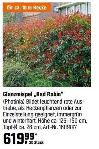 OBI Glanzmispel „Red Robin" (Photinia) Angebot