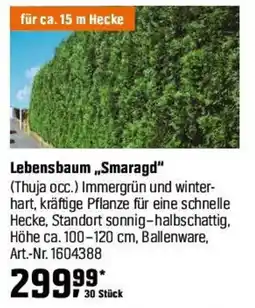OBI Lebensbaum „Smaragd" (Thuja occ.) Angebot