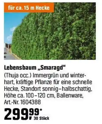 OBI Lebensbaum „Smaragd" (Thuja occ.) Angebot
