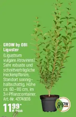 OBI GROW by OBI Liguster (Ligustrum vulgare Atrovirens) Angebot
