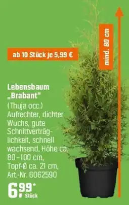 OBI Lebensbaum ,,Brabant" (Thuja occ.) Angebot