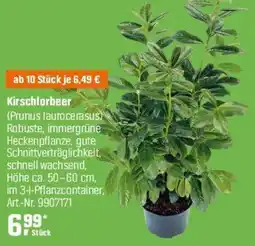 OBI Kirschlorbeer Angebot