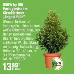 OBI GROW by OBI Portugiesischer Kirschlorbeer ,,Angustifolia" Angebot
