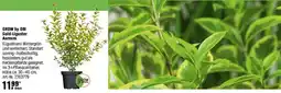 OBI GROW by OBI Gold-Liguster Aureum Angebot