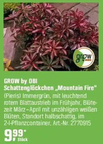 OBI GROW by OBI Schattenglöckchen „Mountain Fire" (Pieris) Angebot