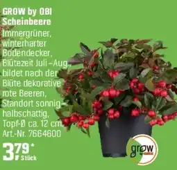 OBI GROW by OBI Scheinbeere Angebot