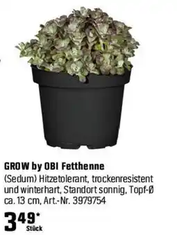 OBI GROW by OBI Fetthenne Angebot