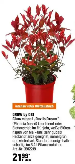 OBI GROW by OBI Glanzmispel „Devils Dream" Angebot