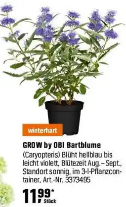 OBI GROW by OBI Bartblume (Caryopteris) Angebot