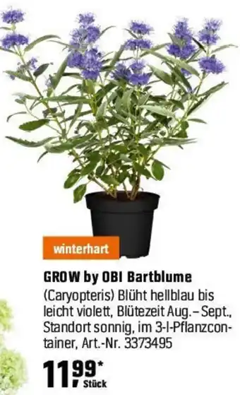 OBI GROW by OBI Bartblume (Caryopteris) Angebot
