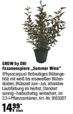OBI GROW by OBI Fasanenspiere „,Summer Wine" (Physocarpus) Angebot