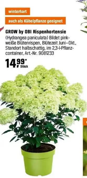 OBI GROW by OBI Rispenhortensie (Hydrangea paniculata) Angebot