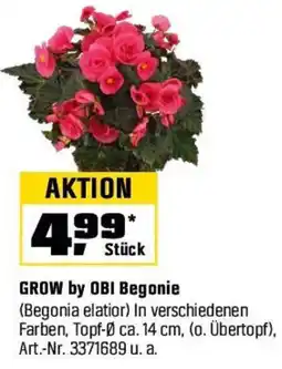 OBI GROW by OBI Begonie Angebot