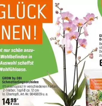 OBI GROW by OBI Schmetterlingsorchidee Angebot