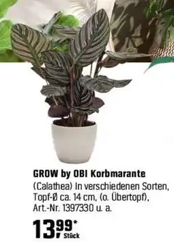 OBI GROW by OBI Korbmarante (Calathea) Angebot