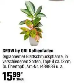 OBI GROW by OBI Kolbenfaden (Aglaonema) Angebot