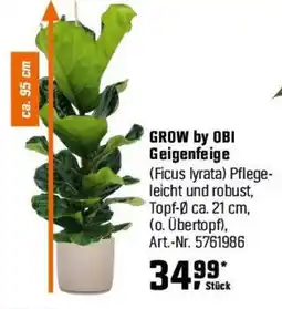 OBI GROW by OBI Geigenfeige Angebot