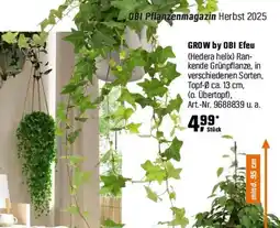 OBI GROW by OBI Efeu (Hedera helix) Angebot
