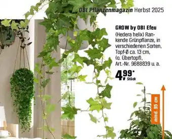 OBI GROW by OBI Efeu (Hedera helix) Angebot