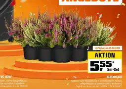 OBI BESENHEIDE Angebot