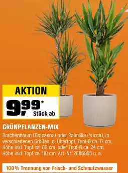 OBI GRÜNPFLANZEN-MIX Angebot
