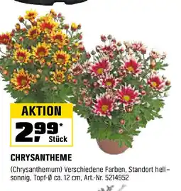 OBI CHRYSANTHEME Angebot