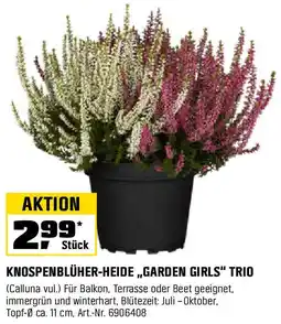 OBI KNOSPENBLÜHER-HEIDE „GARDEN GIRLS" TRIO Angebot