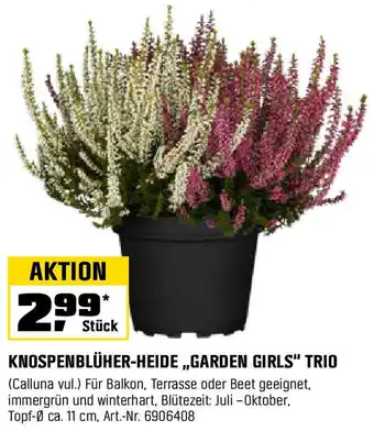OBI KNOSPENBLÜHER-HEIDE „GARDEN GIRLS" TRIO Angebot