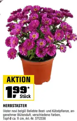 OBI HERBSTASTER Angebot