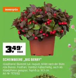 OBI SCHEINBEERE,,BIG BERRY" Angebot
