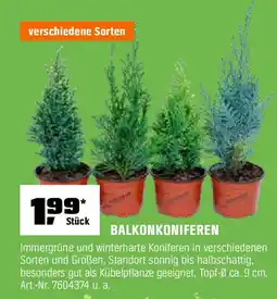 OBI BALKONKONIFEREN Angebot