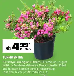 OBI TORFMYRTHE Angebot