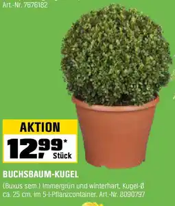OBI BUCHSBAUM-KUGEL Angebot