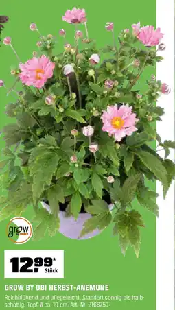 OBI GROW BY OBI HERBST-ANEMONE Angebot