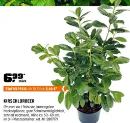 OBI KIRSCHLORBEER Angebot