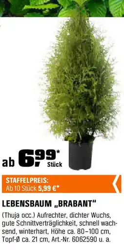 OBI LEBENSBAUM ,,BRABANT" Angebot