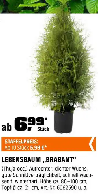 OBI LEBENSBAUM ,,BRABANT" Angebot