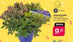 NETTO Strauchveronika Angebot