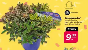 NETTO Strauchveronika Angebot