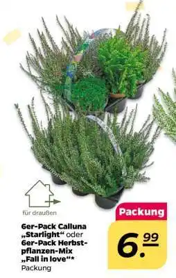 NETTO 6er-Pack Calluna „Starlight“ oder 6er-Pack Herbstpflanzen-Mix „Fall in love“ Angebot