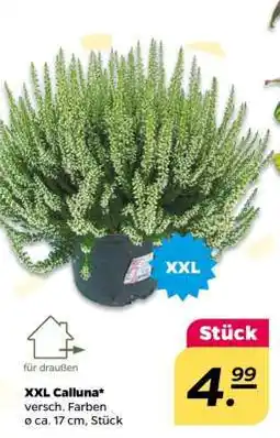 NETTO XXL Calluna Angebot