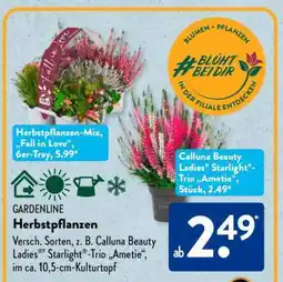 Aldi Süd Herbstpflanzen Angebot