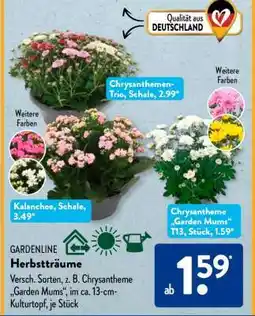 Aldi Süd Chrysantheme 'Garden Mums' Angebot