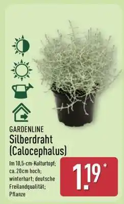 Aldi Nord Silberdraht (Calocephalus) Angebot